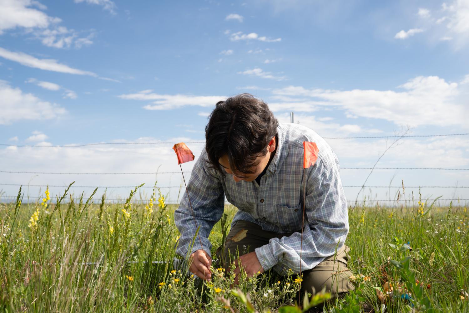 A man in a blue plaid shirt plants surveyors flags in a meadow with barbed wire in the background