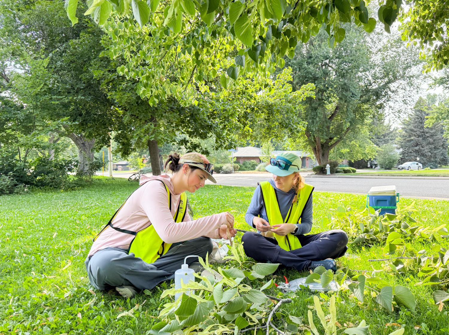 Two young women in neon vests hold and look at leaves on a grassy lawn with a wide road and street trees in the background