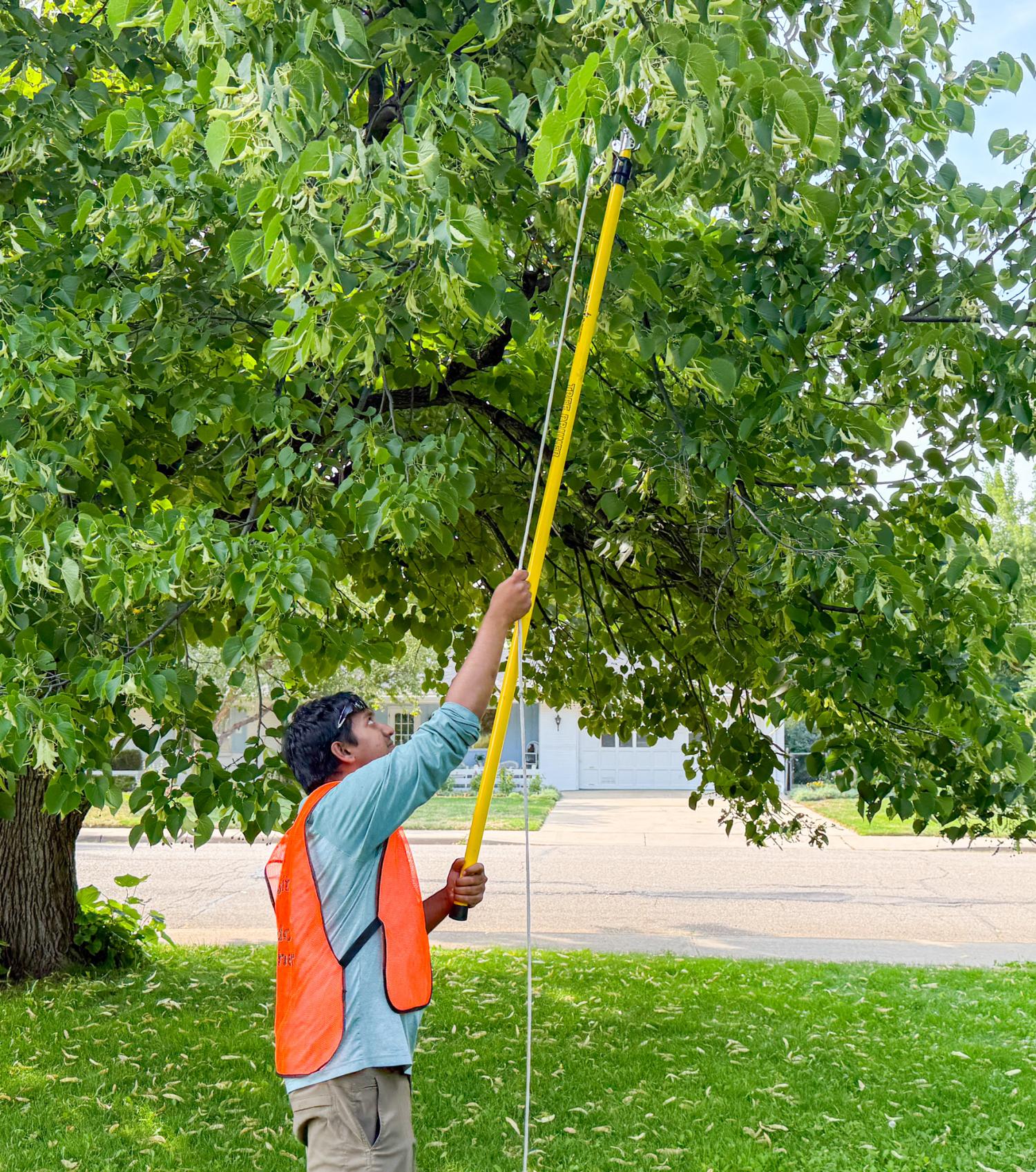 A man in a blue shirt and orange vest uses a pole with a blade on the end to cut a twig from an out-of-reach branch on a verdant deciduous street tree