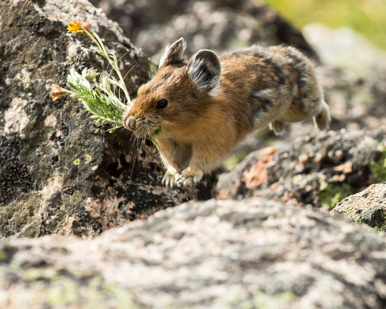 An American pika forages avens on Niwot Ridge. Photo by Craig Stevenson.
