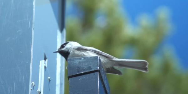 A mountain chickadee eats seeds from an auto feeder after landing on the perch that matches its radio tag and opens the feed door. Photo: Nicholas Goda, via University of Colorado Boulder