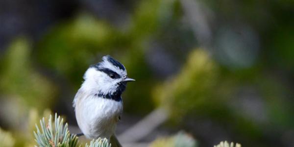 A Chickadee, in bold black and white, stands in profile on the tip of an evergreen branch