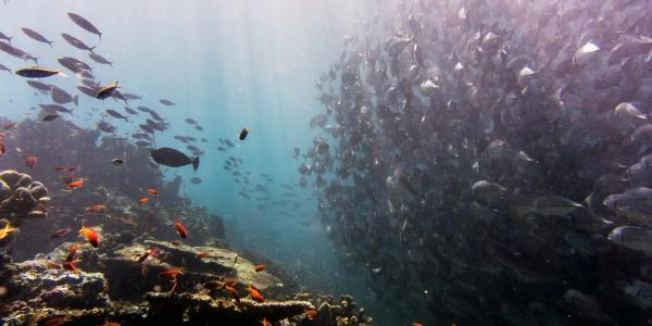  Fish near the sea bottom in Sipadan Island, Malaysia