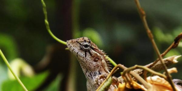 A brown lizard's head sticks up above branches and leaves
