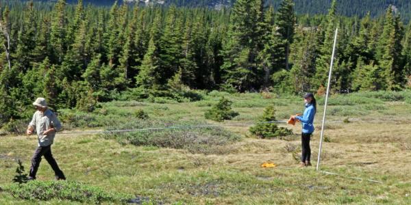Two researchers hold both ends of a large measuring tape while working in a subalpine grassy field