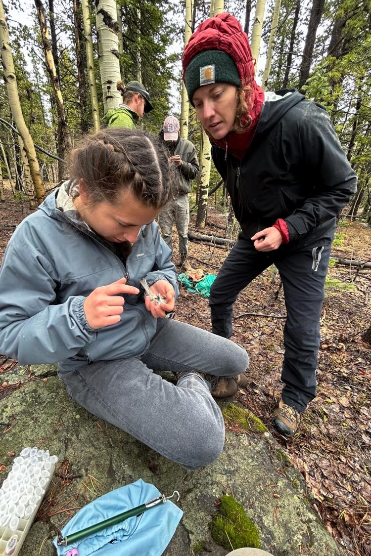 Sara Padula and colleagues capture chickadees for measurement and then release 