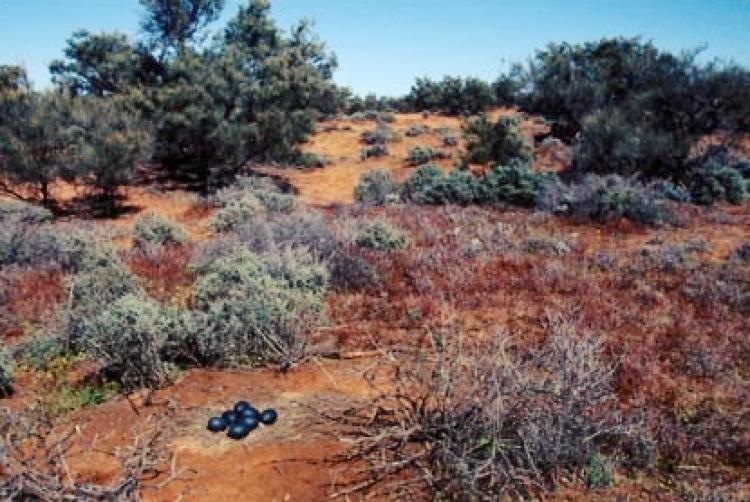 An emu nest with eggs.