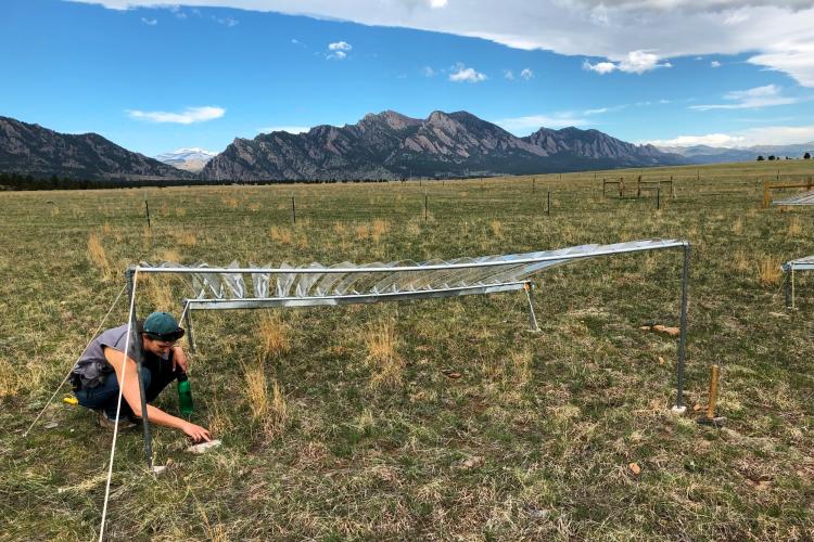 A researcher kneels on short grass prairie covered by a small clear roof to reduce rainfall. Boulder's flatirons are in the background.