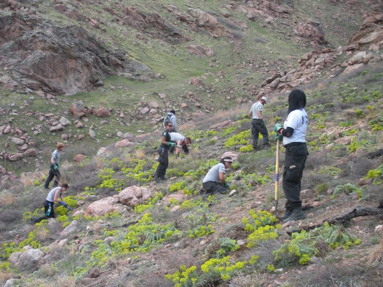 8 people work on a grassy rocky hillslope to remove a bright green invasive plant
