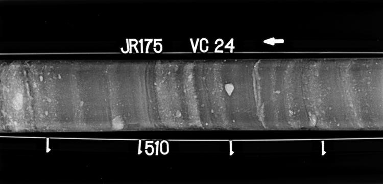 X-radiograph of glacial marine sediments in West Greenland sediment core JR175-VC24, showing ice-rafted detritus (IRD).