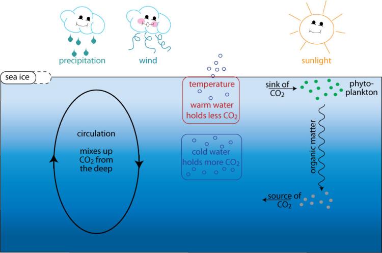 Schematic illustration of the processes impacting ocean-atmosphere carbon dioxide exchange, including precipitation, wind, sunlight, sea ice, temperature, ocean circulation, sinking of organic matter, and more