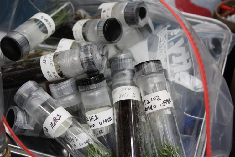 Soil and foliage samples in vials collected for isotopic analysis