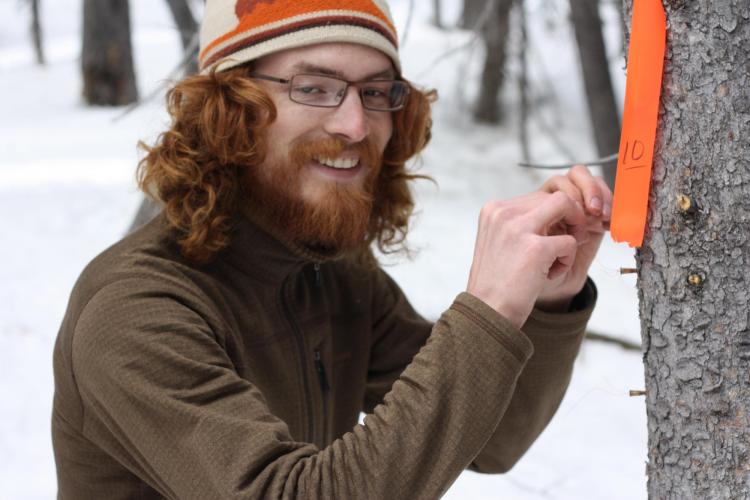 T. Meyer installs sapflow sensors in a tree at the Niwot Ridge LTER, with snow still on the ground