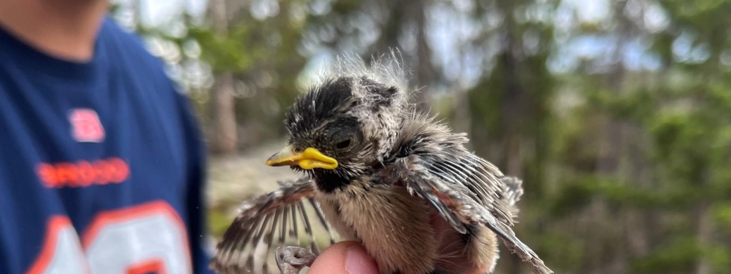 A researcher's hand gently clasps a mountain chickadee fledgling by its feet.