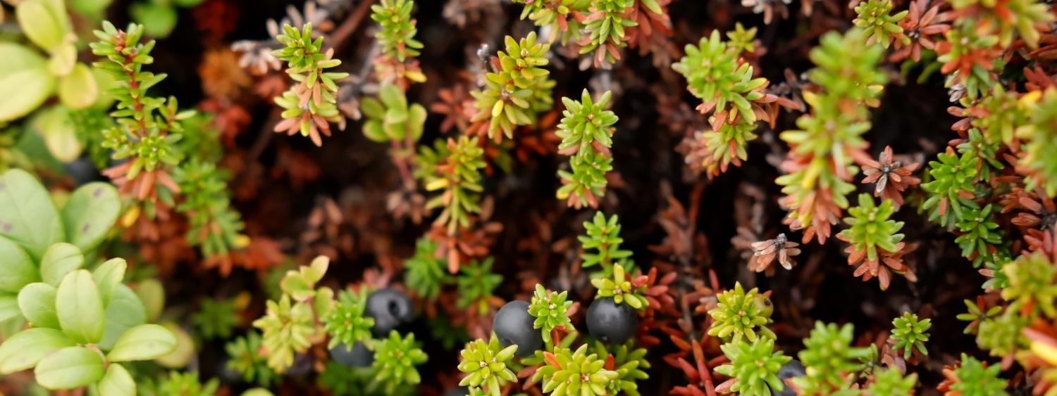 Closeup view of blueberries and other tundra plants