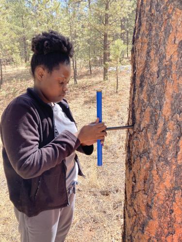 Sade Clemons extracts a core from a tree