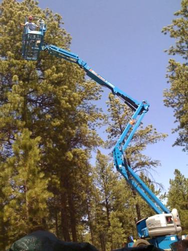 Holly in the bucket of a blue cherry picker accessing the top of a pine tree