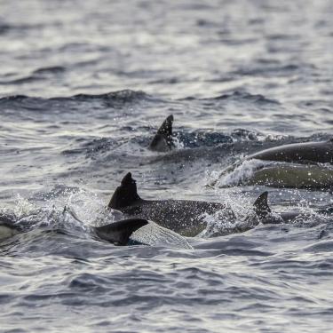 Dolphins breaching the waves