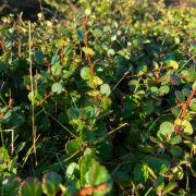 Dwarf birch growing in northern Qikiqtaaluuk, Baffin Island