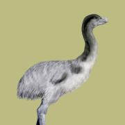 Drawing of Genyornis newtoni, a thunderbird from the pleistocene of Australia
