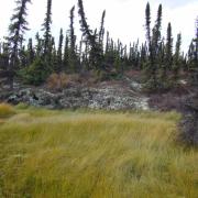 Thawing permafrost on various peatlands in Alaska