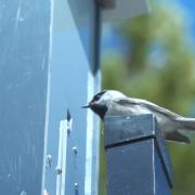 A mountain chickadee eats seeds from an auto feeder after landing on the perch that matches its radio tag and opens the feed door. Photo: Nicholas Goda, via University of Colorado Boulder