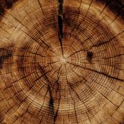 Cross section of a log, showing the tree's growth rings.