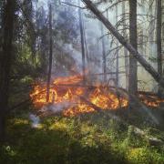 Forest fire burns the forest floor in Saskatchewan 