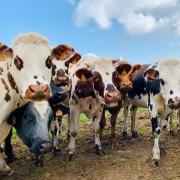 Cows in a muddy field