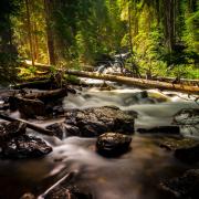 Logs in a Colorado mountain stream