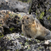 Pika on lichen covered rocks