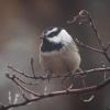 Mountain Chickadee