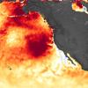 NASA Earth Observatory image for August 2019 by Joshua Stevens, using sea surface temperature data from Coral Reef Watch.