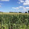 A vast field of verdant corn sits below an azure sky with a farmhouse barely visible on the horizon