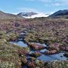 purple wildflowers stud a flat, arctic wetland against a backdrop of snowy mountains
