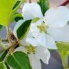 white apple blossoms hang from a young branch among green leaves close up