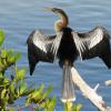 A large bird with black and white coloration perches on a dead branch above a calm body of water
