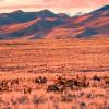 Elk graze in a foreground of shrubs and grasses with a backdrop of massive sand dunes