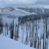 Charred trees in a high severity burn in the Rocky Mountains in Colorado four years after a fire.