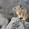 A hampster-sized furry animal stands on a rock