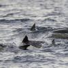 Dolphins breaching the waves