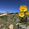 A Sunflower in an alpine meadow