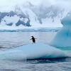 Penguin on ice floe