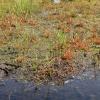 Close view of permafrost soil, covered in mosses and puddles.