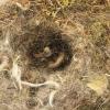 A nest observed during the Boulder Chickadee Study, led by Scott Taylor.