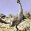 The giant bird Genyornis went extinct in Australia around 50,000 years ago. Illustration provided by Gifford Miller.