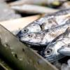 Closeup of fish heads at a fish market