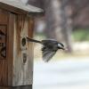 With blurred wings, a chickadee pops out of a nesting box holding something in its beak as it flies off. Photo credit: Jeff Mitton