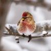 a common redpoll on a tree branch in winter, Kenai National Wildlife Refuge, Alaska