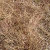 Dry grass